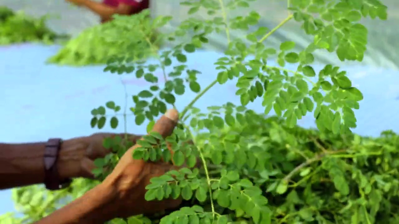 Moringa leaf