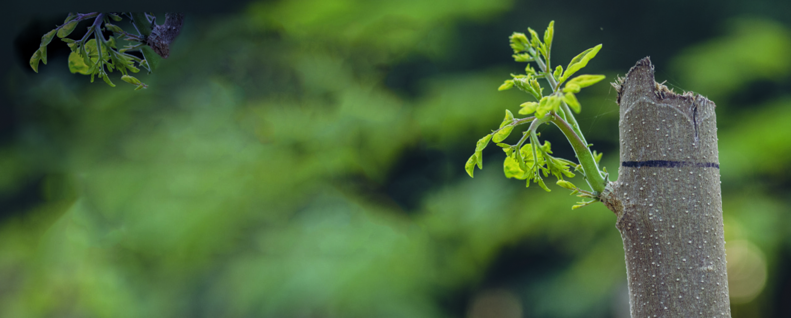 GT Moringa Plant Banner