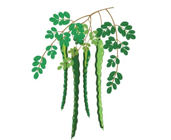 Moringa Plant