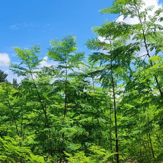 GT Moringa Tree