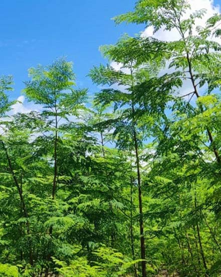 GT Moringa Plant