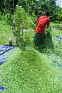 Moringa Powder