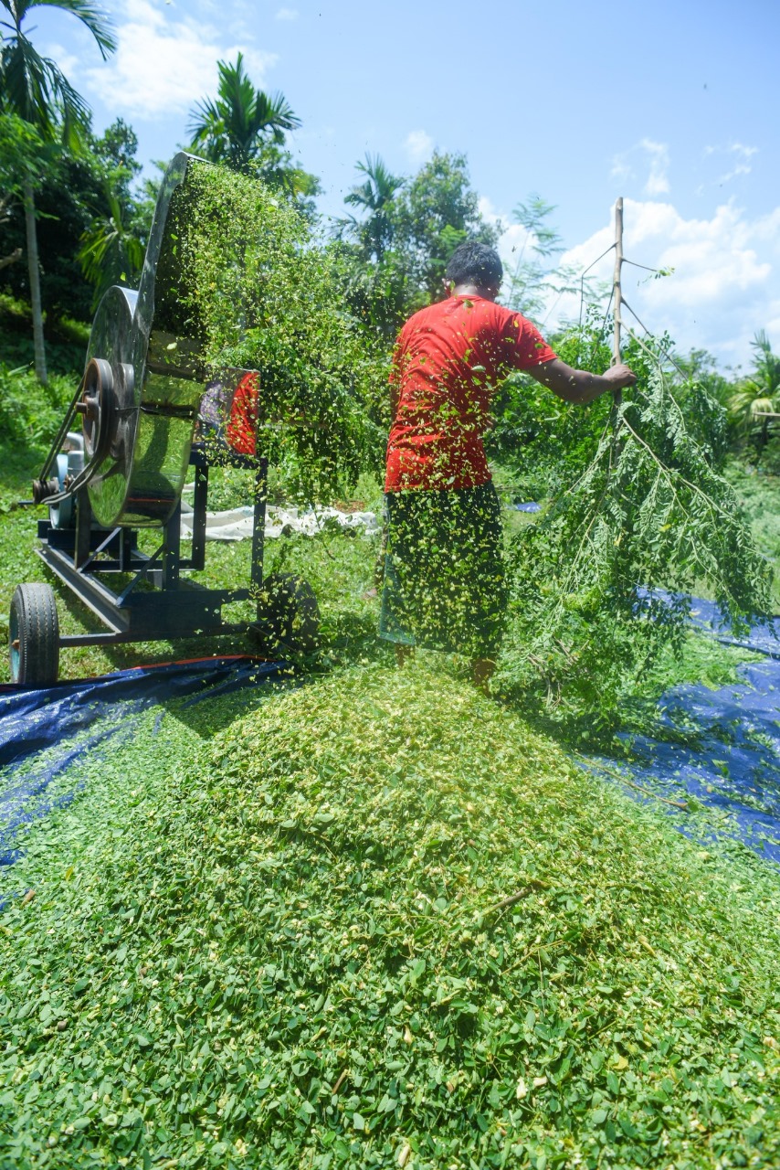 GT Moringa LTD Silage production