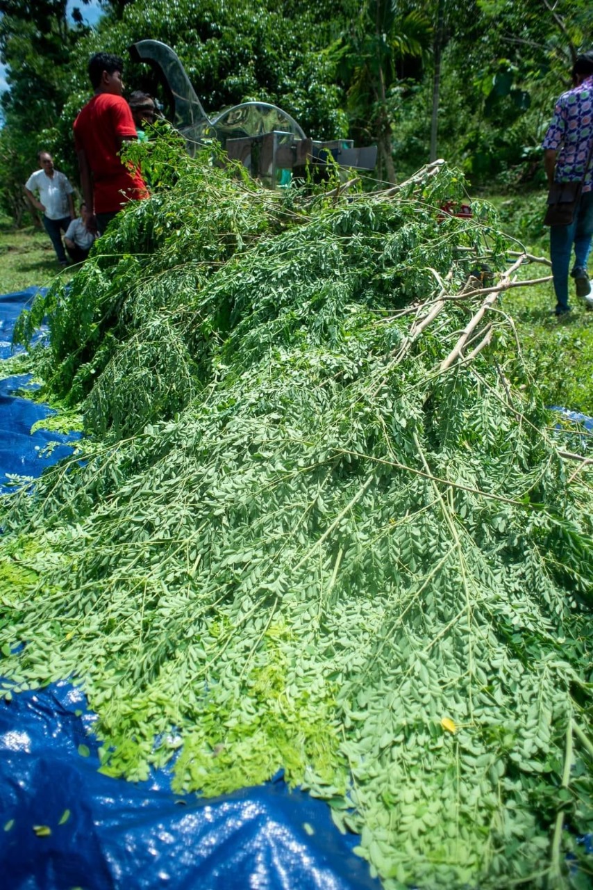 GT Moringa LTD Silage production