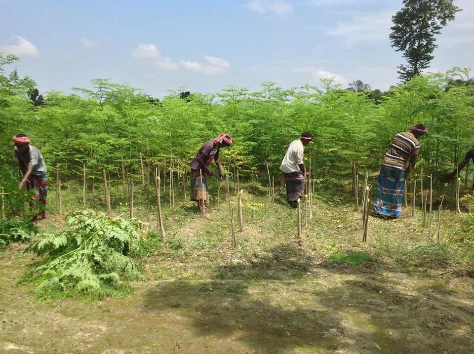 GT Moringa LTD Silage production