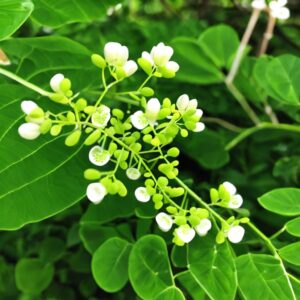 Moringa Oleifera